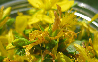 Šentjanževka (Hypericum perforatum)