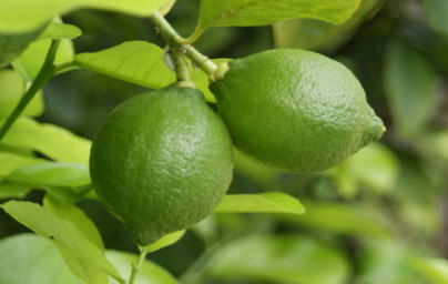 Limonen (Limonene)