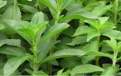 Stevija (Stevia rebaudiana)